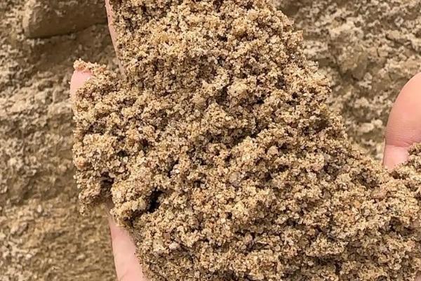 金边兰花如何养护,让土壤处于微湿状态