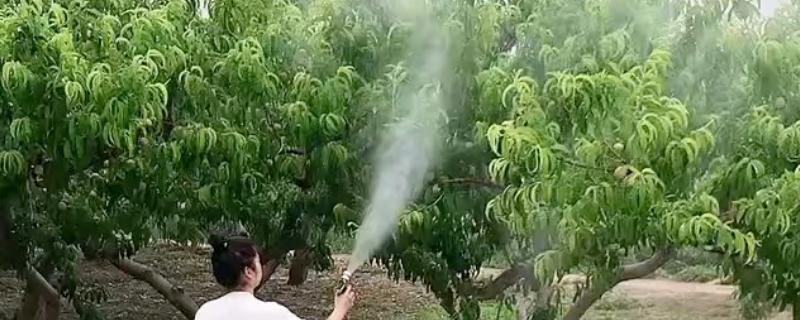 怎么防治果树的病虫害，萌芽前可喷施石硫合剂