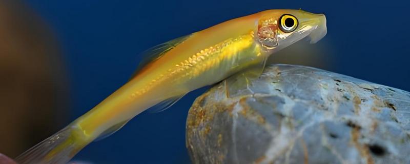 工具鱼有没有必要养，保证过滤系统正常运转就不用养殖