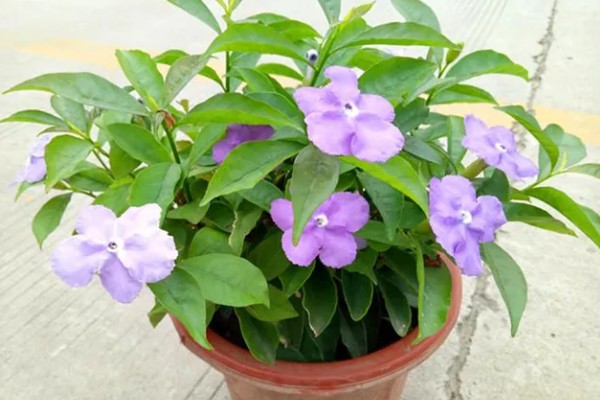 鸳鸯茉莉冬天会落叶吗,冬天会落叶