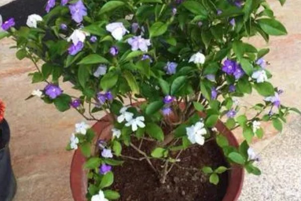 鸳鸯茉莉冬天会落叶吗,冬天会落叶