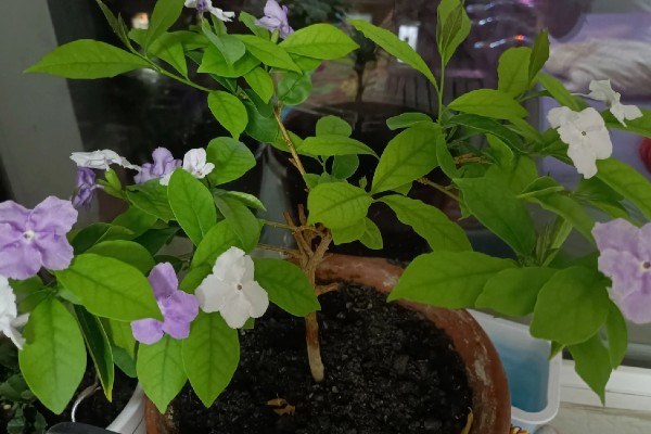 鸳鸯茉莉冬天会落叶吗,冬天会落叶