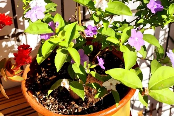 鸳鸯茉莉冬天会落叶吗,冬天会落叶