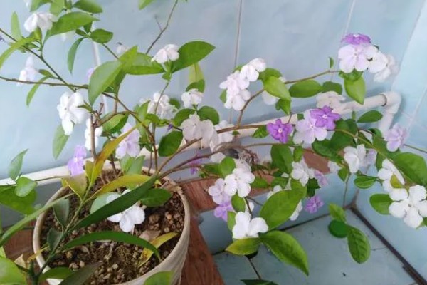 鸳鸯茉莉冬天会落叶吗,冬天会落叶