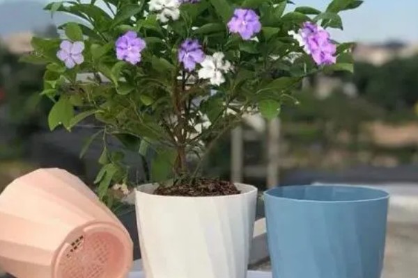 鸳鸯茉莉冬天会落叶吗,冬天会落叶