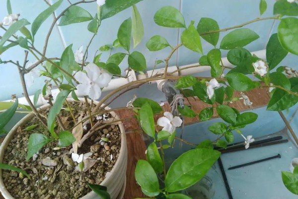 鸳鸯茉莉冬天会落叶吗,冬天会落叶