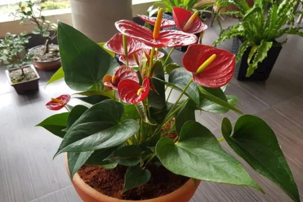 红掌的养殖方法，生长季节定期追施肥液