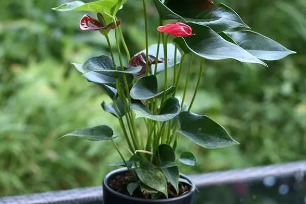 红掌的养殖方法，生长季节定期追施肥液