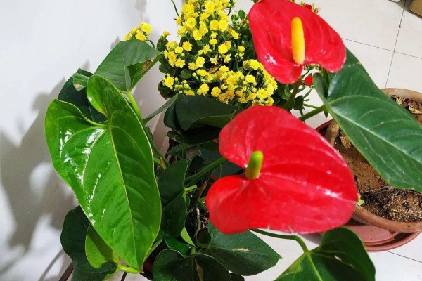 红掌的养殖方法，生长季节定期追施肥液