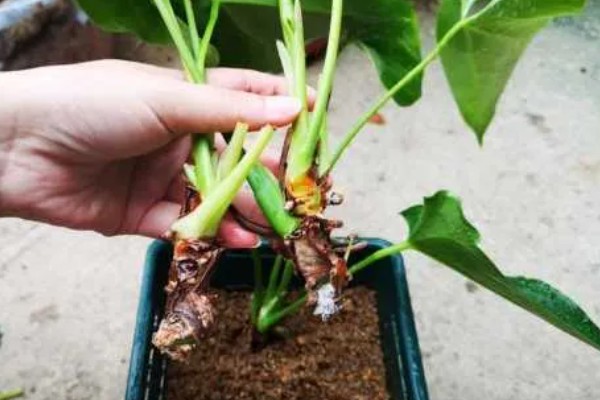 红掌的养殖方法，生长季节定期追施肥液