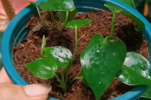 红掌的养殖方法，生长季节定期追施肥液