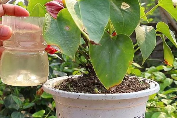 红掌的养殖方法，生长季节定期追施肥液