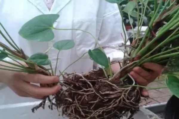 红掌的养殖方法，生长季节定期追施肥液