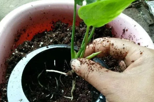 红掌的养殖方法，生长季节定期追施肥液