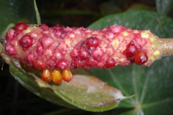 红掌的养殖方法，生长季节定期追施肥液