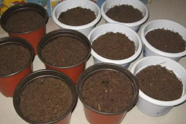 红掌的养殖方法，生长季节定期追施肥液