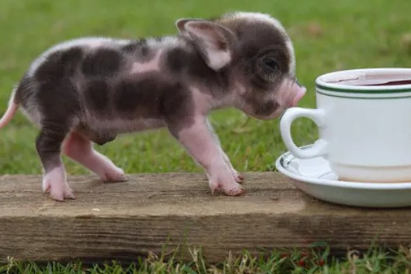 茶杯猪一只卖多少钱，在英国大概是每只1100美元