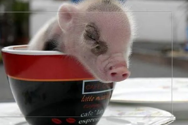 茶杯猪一只卖多少钱，在英国大概是每只1100美元
