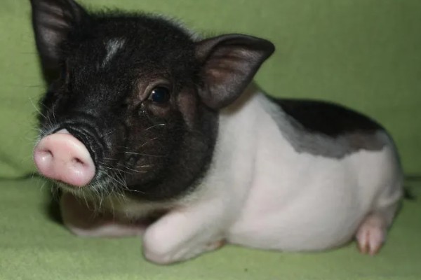 茶杯猪一只卖多少钱，在英国大概是每只1100美元