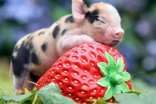 茶杯猪一只卖多少钱，在英国大概是每只1100美元