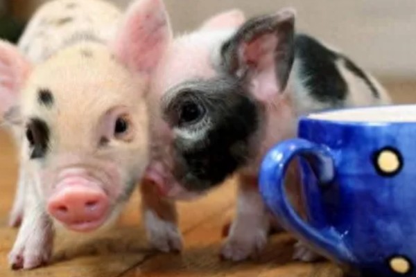 茶杯猪一只卖多少钱，在英国大概是每只1100美元