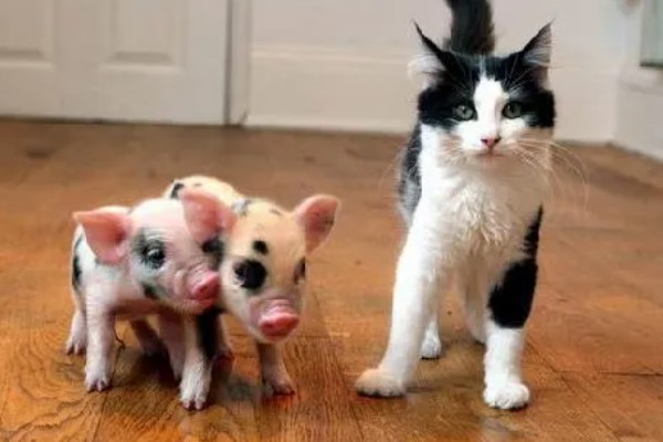 茶杯猪一只卖多少钱，在英国大概是每只1100美元