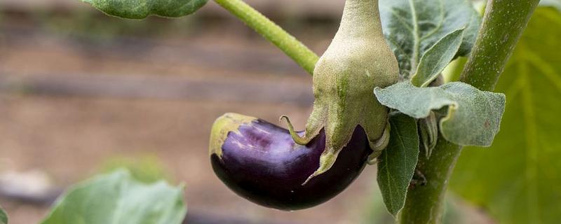 茄子炭疽病怎么防治，播种前用温水浸种