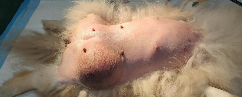 狗狗疝气有什么症状，食道裂孔疝具有呕吐、呼吸急促等表现