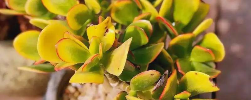 黄金花月的浇水方法，春秋季节每隔5-7天浇一次