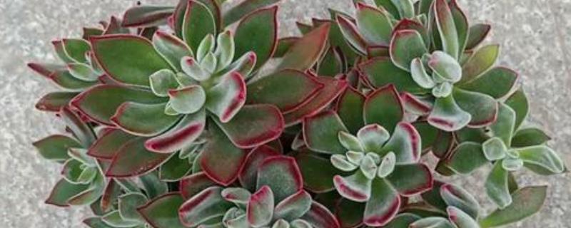 锦晃星怎么修剪，在生长期给其修剪