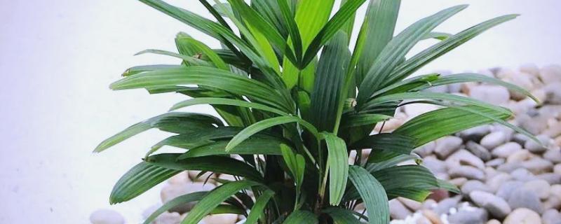 棕树的寓意，寓意生机勃勃、刚正正直等