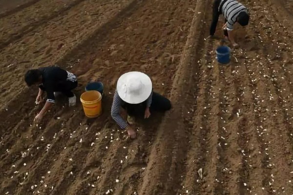 太空二号大蒜的蒜种在哪里，种植在山东省济宁市金乡县