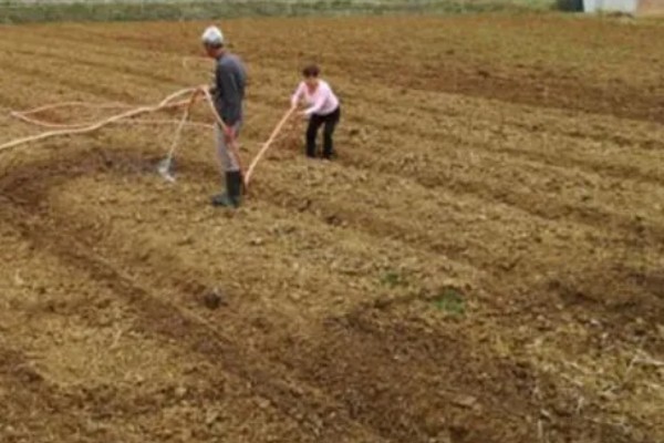 太空二号大蒜的蒜种在哪里，种植在山东省济宁市金乡县