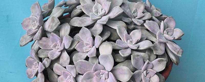 紫乐叶子为什么会变软起皱，可能是浇水不当所致