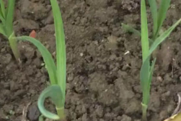 太空二号大蒜的蒜种在哪里，种植在山东省济宁市金乡县