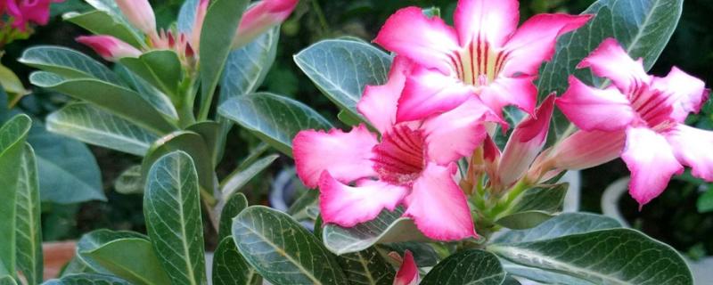 耐旱的花卉品种有哪些，有沙漠玫瑰、天竺葵等