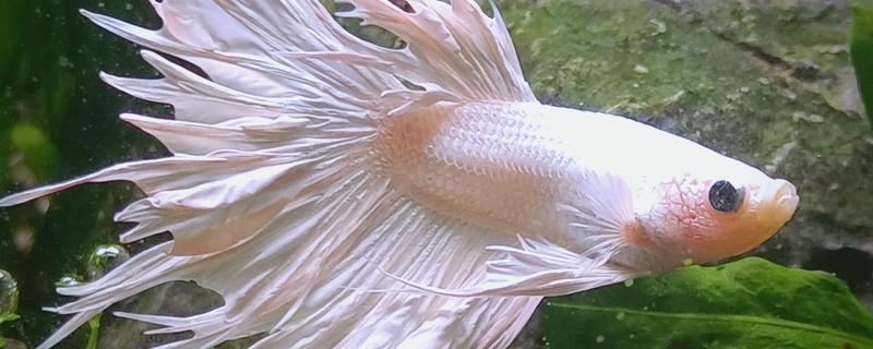 养斗鱼用哪种水质，最好是用井水