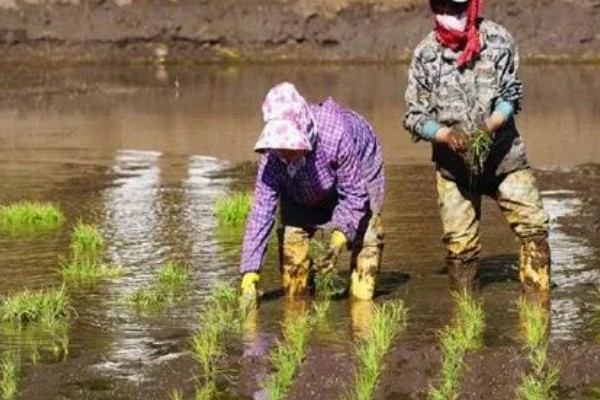微生物菌剂如何用于水稻,和基肥混合均匀后施入土壤内