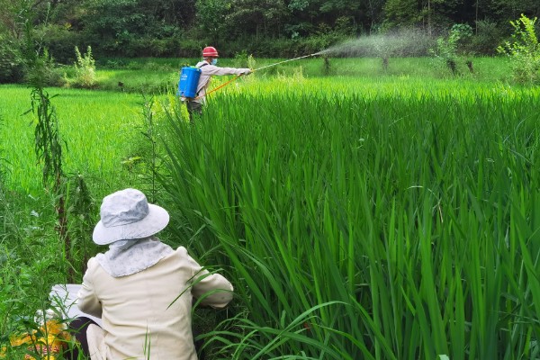 微生物菌剂如何用于水稻,和基肥混合均匀后施入土壤内