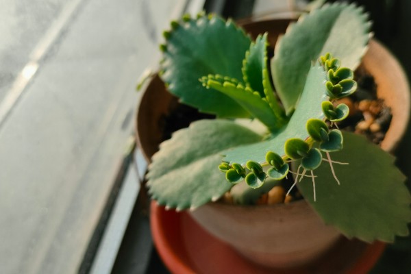 落地生根的寿命，一般的寿命在5-10年