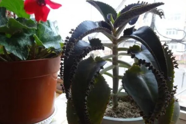 落地生根的寿命，一般的寿命在5-10年