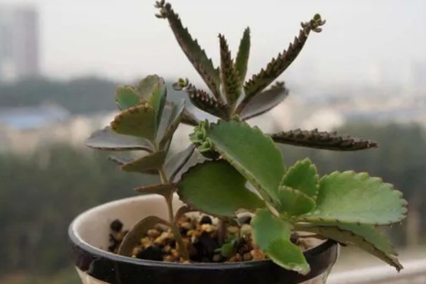 落地生根的寿命，一般的寿命在5-10年