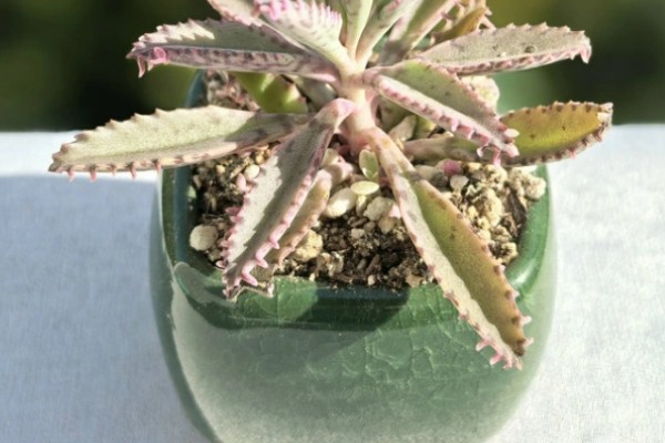 落地生根的寿命，一般的寿命在5-10年