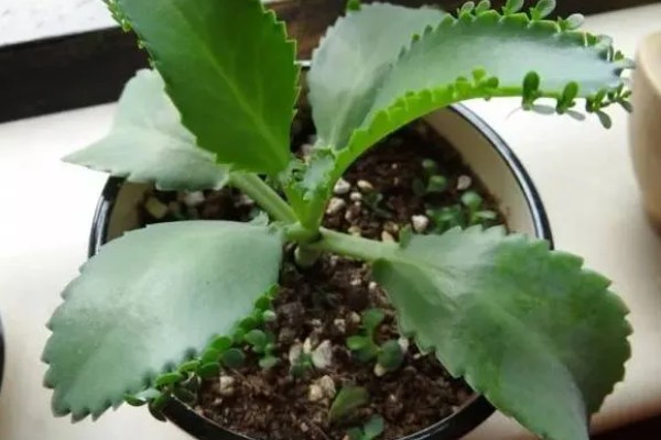 落地生根的寿命，一般的寿命在5-10年