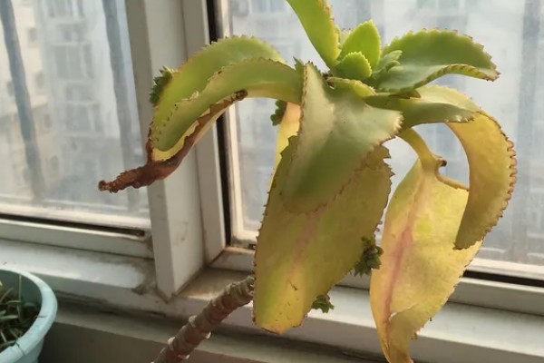 落地生根的寿命，一般的寿命在5-10年