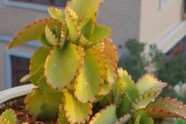 落地生根的寿命，一般的寿命在5-10年