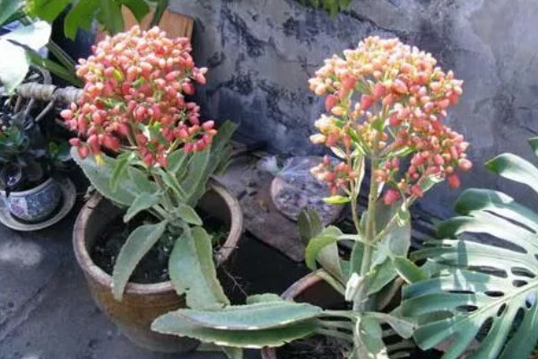 落地生根的寿命，一般的寿命在5-10年