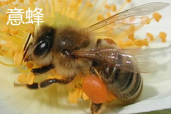 蜜蜂的耐寒温度，温度为4-5℃时意蜂会完全冻僵