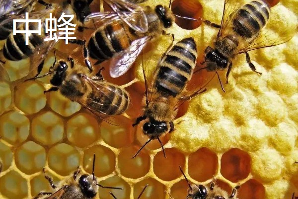 蜜蜂的耐寒温度，温度为4-5℃时意蜂会完全冻僵