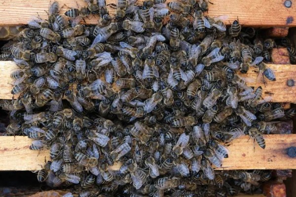 蜜蜂的耐寒温度，温度为4-5℃时意蜂会完全冻僵